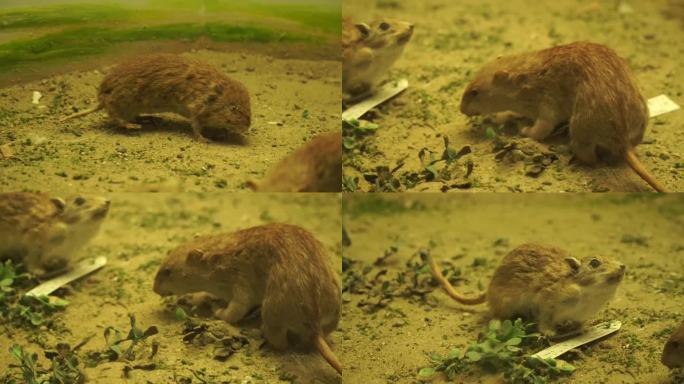 【镜头合集】老鼠田鼠仓鼠标本模型 (1)