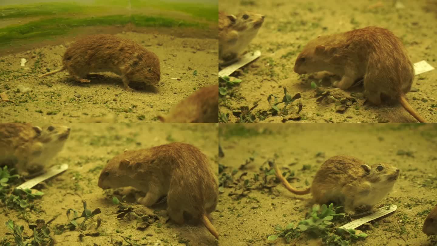 【镜头合集】老鼠田鼠仓鼠标本模型 (1)