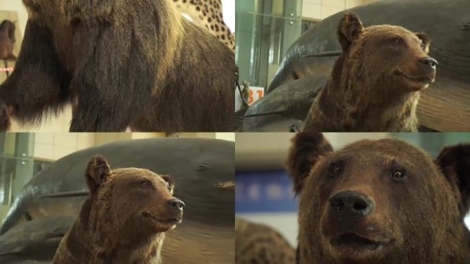 【镜头合集】黑熊棕熊狗熊模型标本 (1)