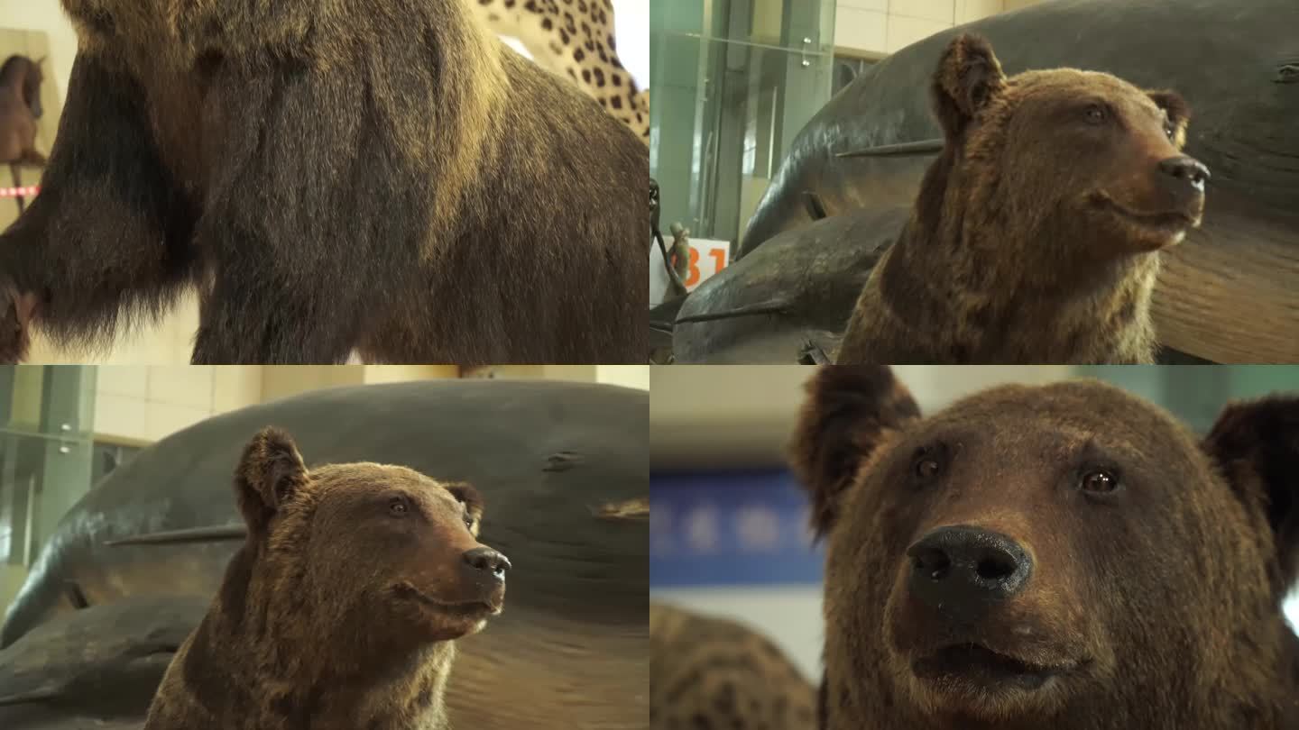 【镜头合集】黑熊棕熊狗熊模型标本 (1)