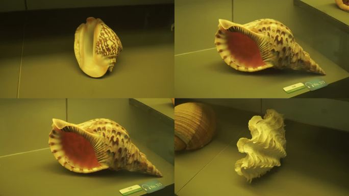 【镜头合集】海洋生物贝壳海螺贝类标本