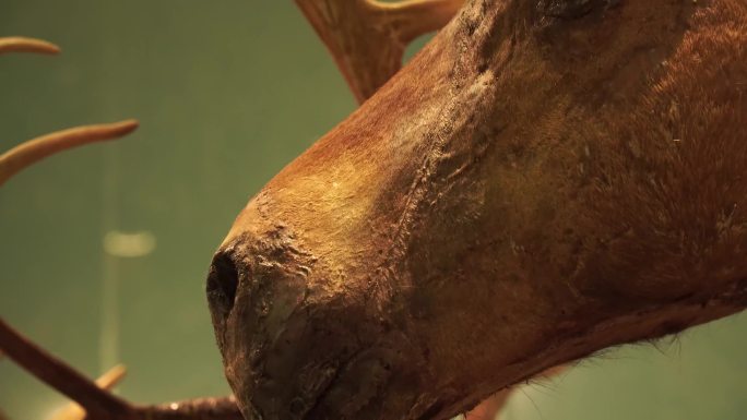 【镜头合集】偶蹄动物山羊鹿骡子马驴标本