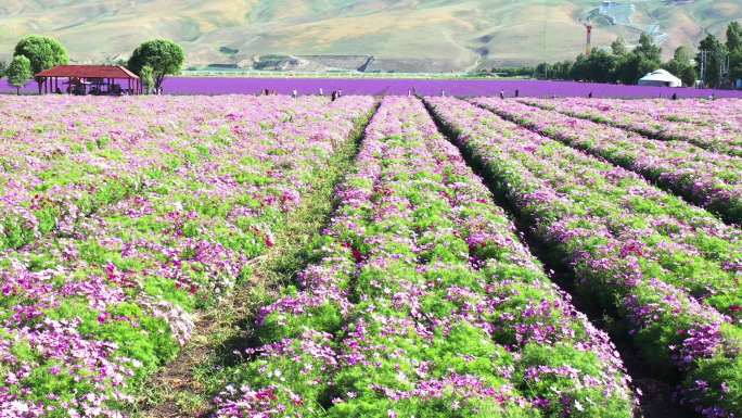 高清4k 新疆风光  花卉种植区