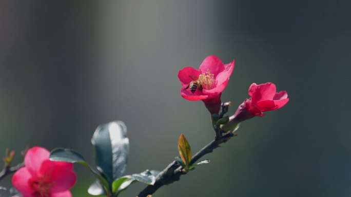 红海棠花上的小蜜蜂