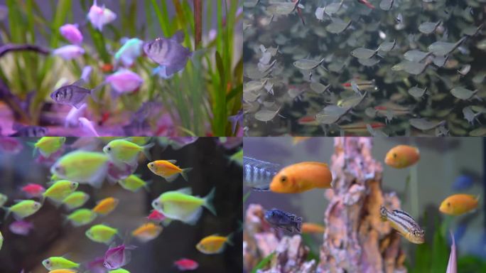 小彩鱼 鱼群 水下生活生态鱼缸