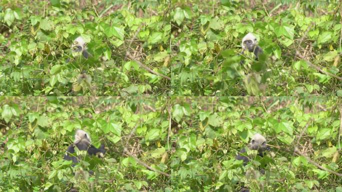 4K拍摄 崇左白头叶猴吃树叶