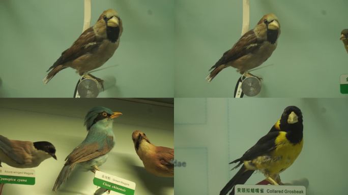 【镜头合集】山雀翠鸟小型鸟类标本 (1)