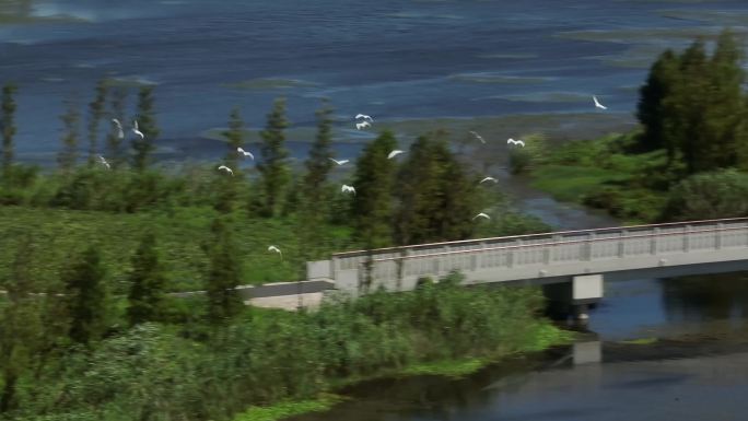 生态湿地鸟群 飞翔的鸟
