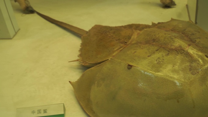 【镜头合集】马蹄蟹鲎保护动物活化石(1)