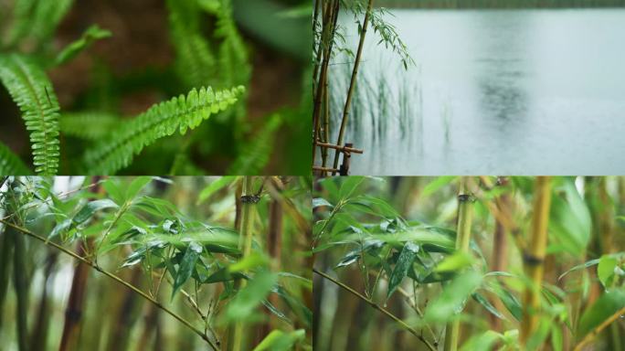 雨天竹叶水珠