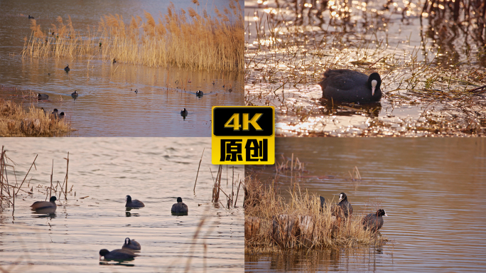 湿地保护 野生动物候鸟 实拍素材