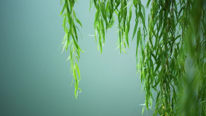 雨后公园池塘荷花