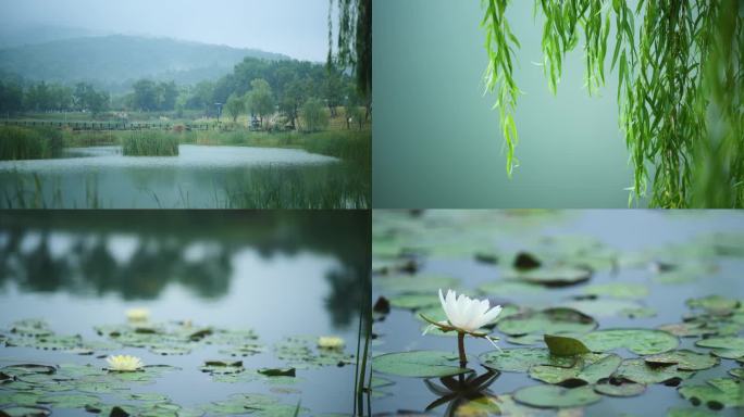 雨后公园池塘荷花