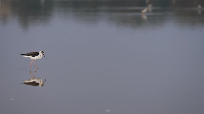 镜像湿地鹬鸟觅食