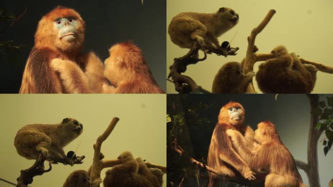 【镜头合集】金丝猴狒狒拇指猴动物标本
