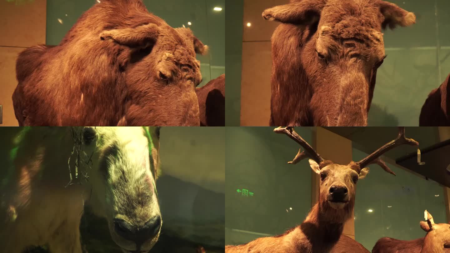 【镜头合集】偶蹄动物山羊鹿骡子马驴标本