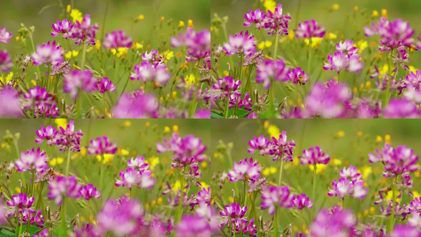 春天田野里的紫云英和蜜蜂
