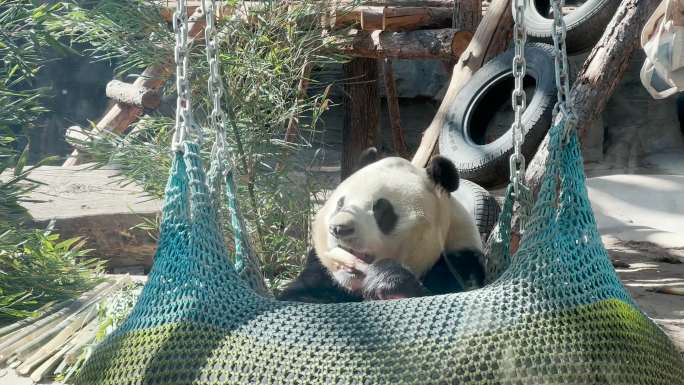 大熊猫吃竹笋 大熊猫 熊猫 中国大熊猫