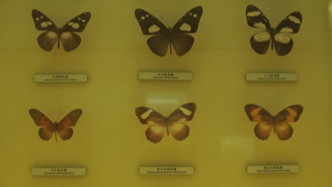 【镜头合集】昆虫蝴蝶标本模型 (2)