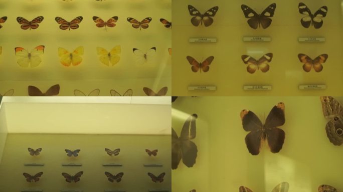 【镜头合集】昆虫蝴蝶标本模型 (2)