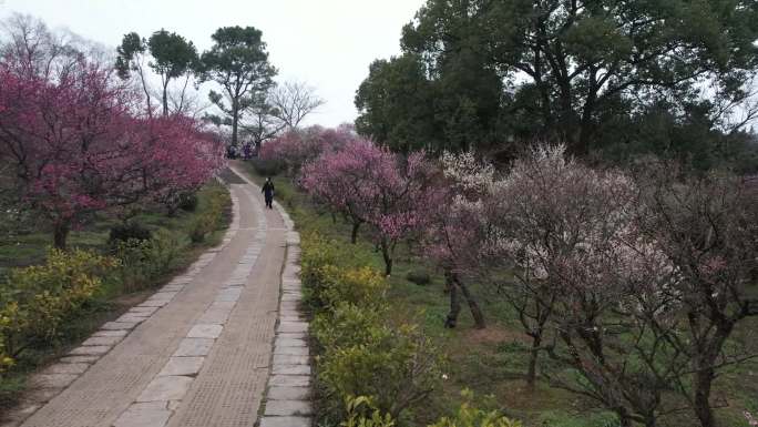 航拍南京梅花山