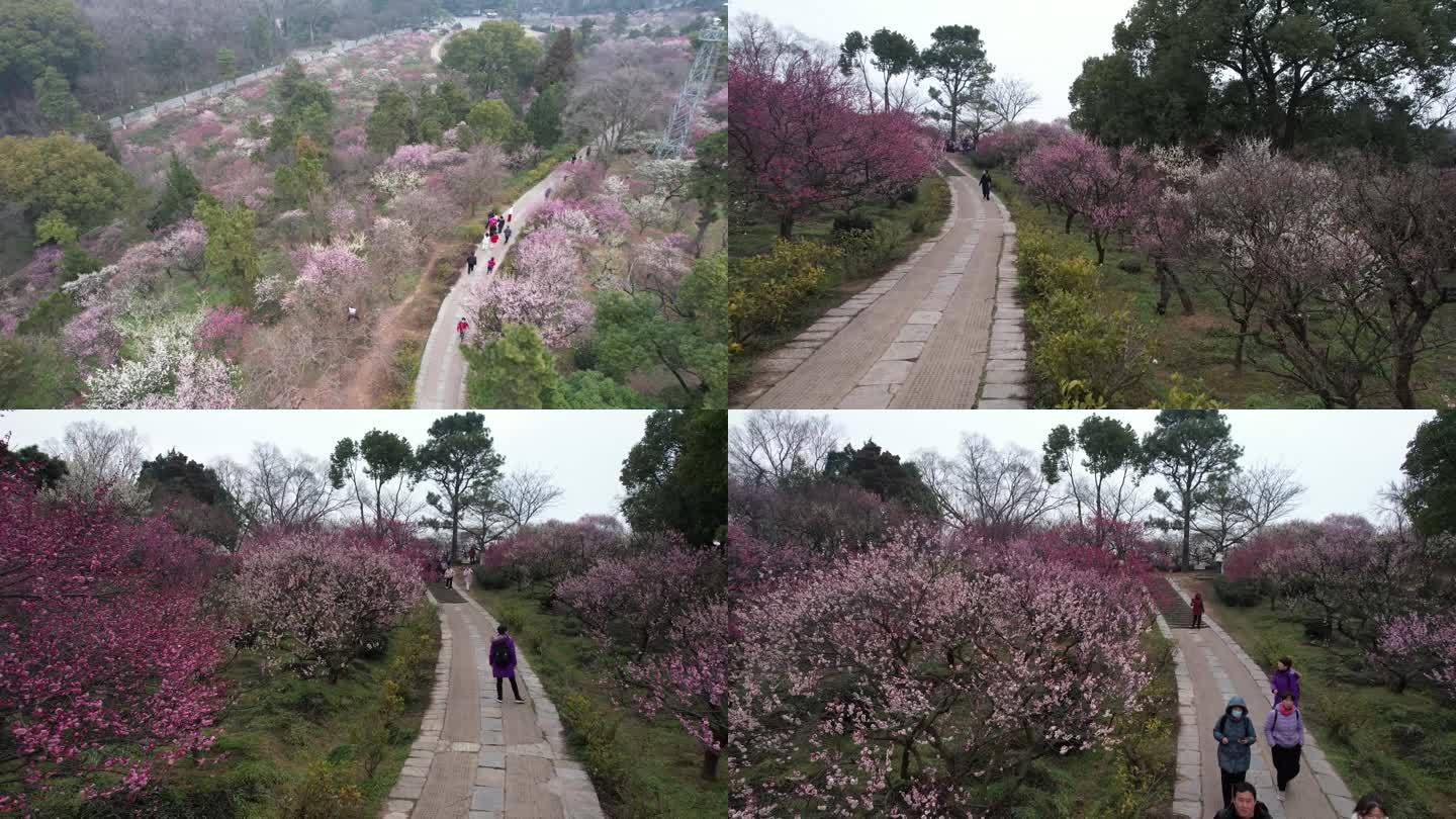 航拍南京梅花山