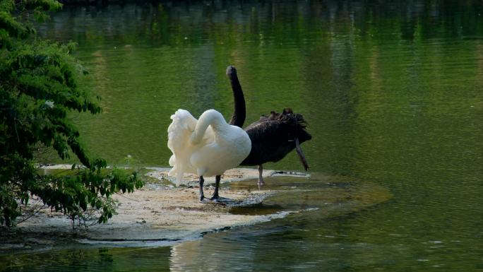 动物园 湖面 白天鹅黑 白配 黑天鹅