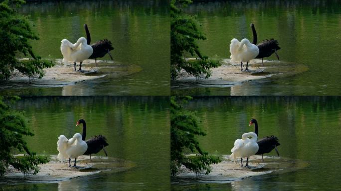 动物园 湖面 白天鹅黑 白配 黑天鹅