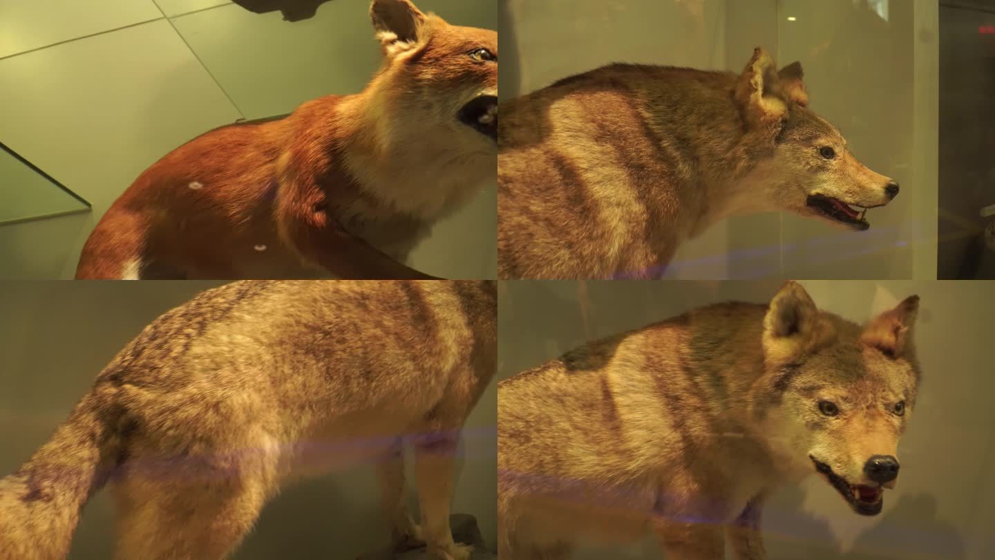 【镜头合集】狐狸狼犬科野兽标本