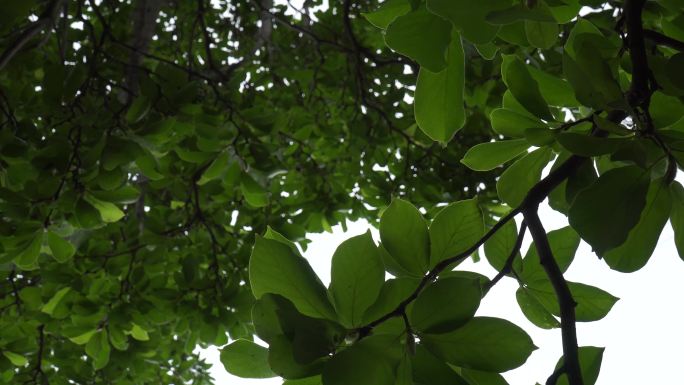【镜头合集】毛桃核桃果树植物叶子绿(1)