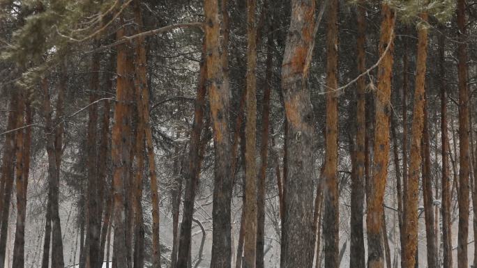 松树飘雪雪景