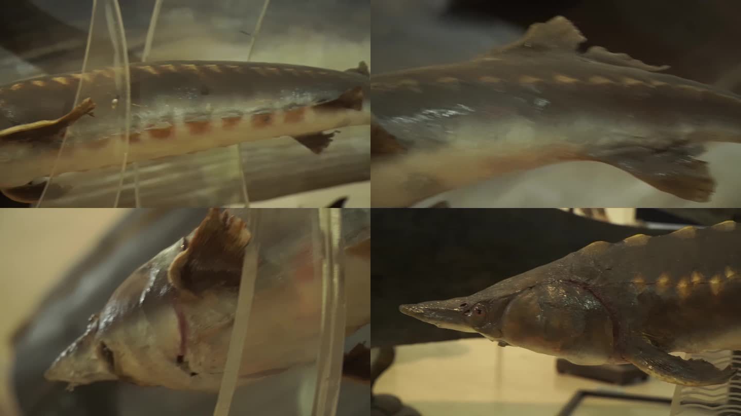 【镜头合集】中华鲟鱼保护动物鱼类标本
