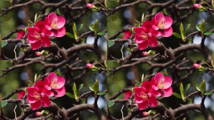 辛勤采蜜授粉花卉勤劳的小蜜蜂