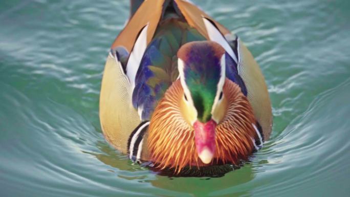 池塘里的鸳鸯 绿头鸭等水鸟升格慢动作