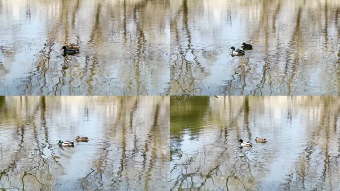 (4k商用)鸳鸯 池塘 水上的鸭子 爱情