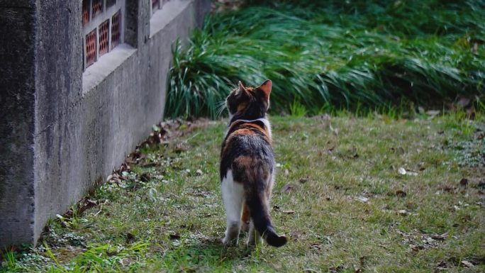 城市公园里慵懒悠闲活动的猫 打闹 调皮