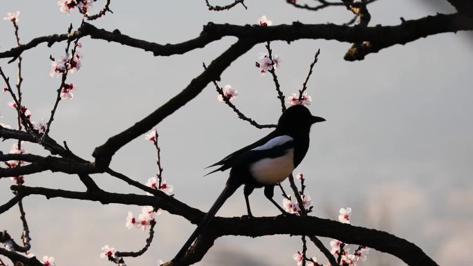 乡村日出樱花