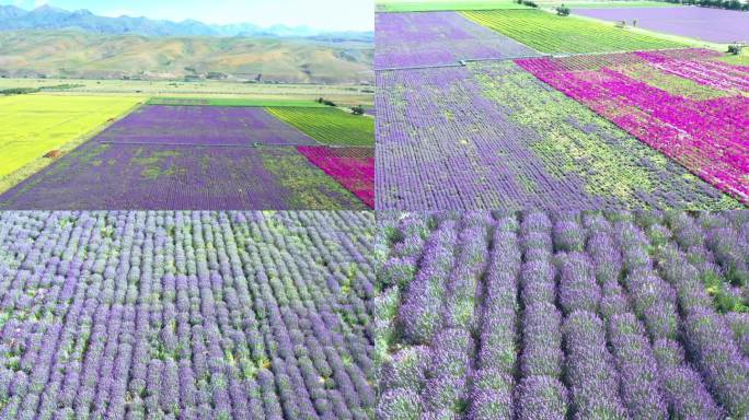 高清4k 新疆风光花卉种植区