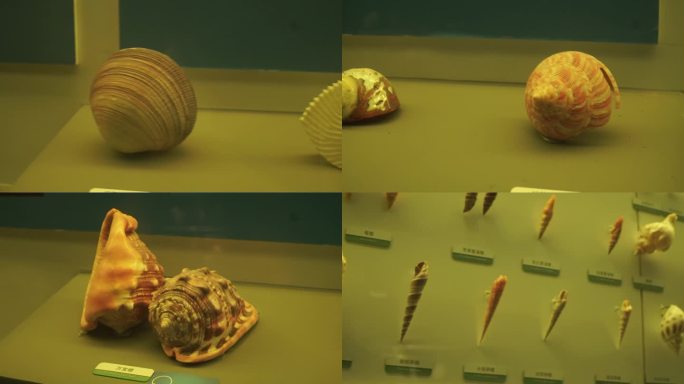 【镜头合集】海洋生物贝壳海螺贝类标本