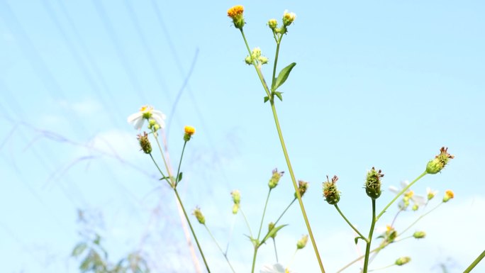 小花小草