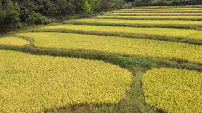 大山里秋天金色稻田