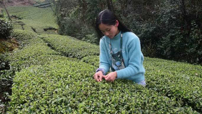 茶叶茶绿茶采茶茶山春茶茶园实拍