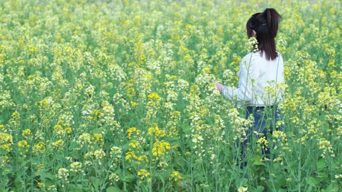 油菜花田里美少女孩走路过手抚摸花朵上背影