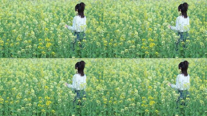 油菜花田里美少女孩走路过手抚摸花朵上背影