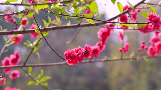 桃花 春天 花开 蜜蜂