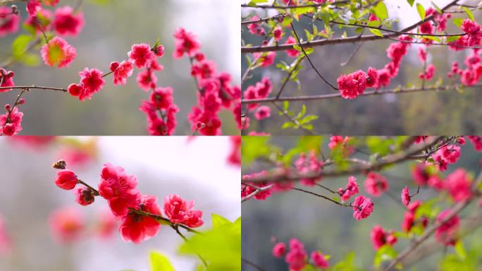 桃花 春天 花开 蜜蜂