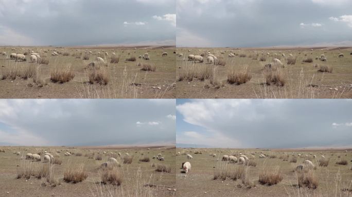 青海湖边牛羊