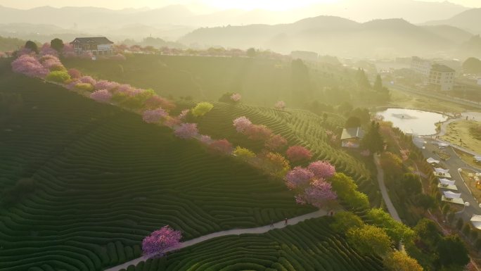 航拍龙岩永福茶园樱花