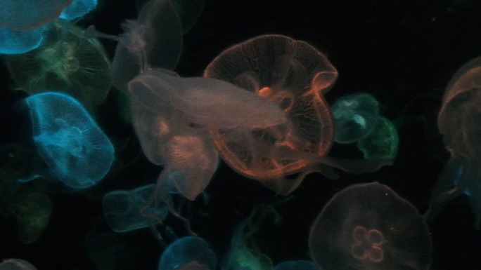 黑暗中游动的彩色水母