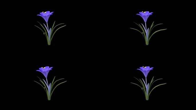 4K藏红花带透明通道循环动画视频素材
